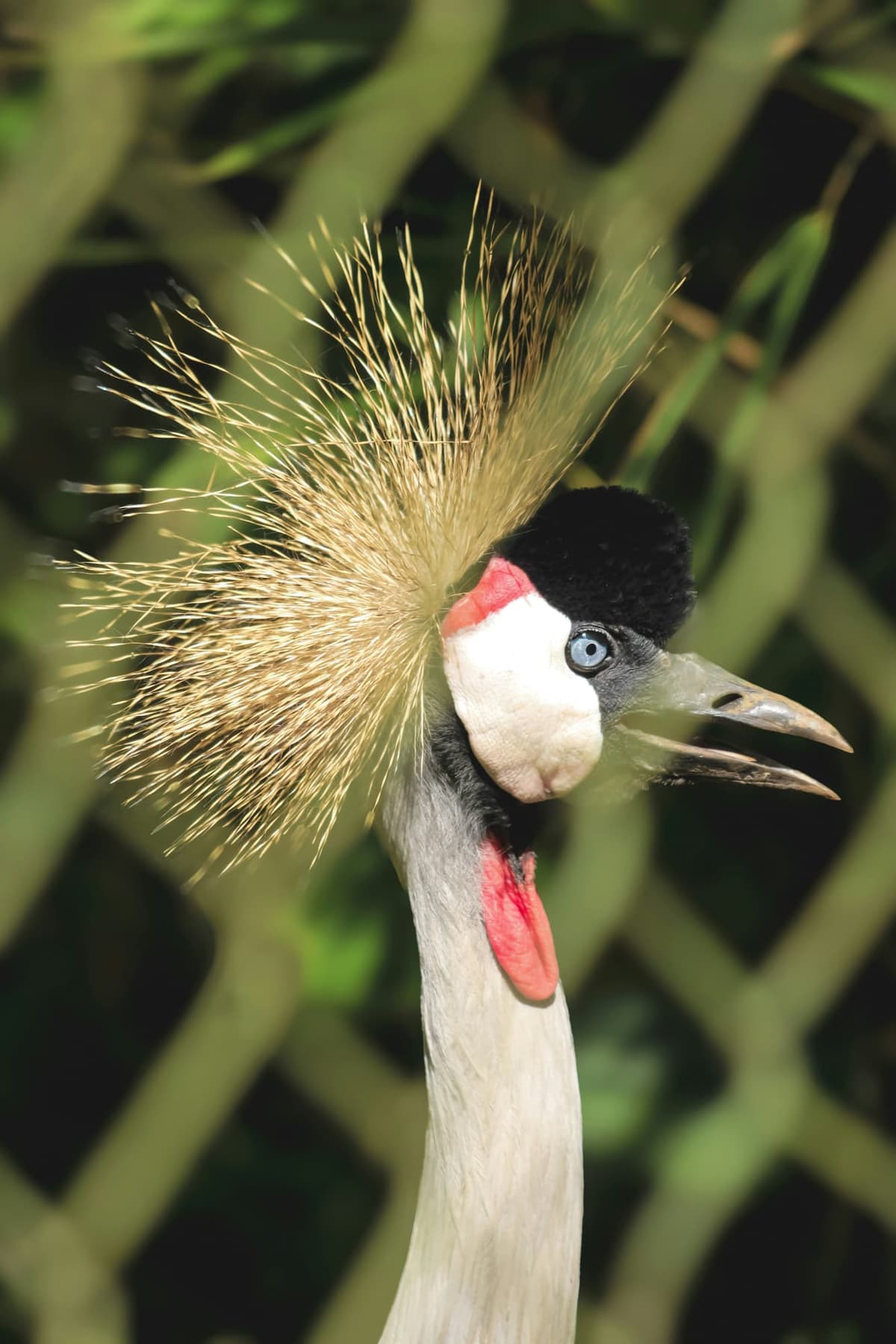 Kigali Nature & Conservation