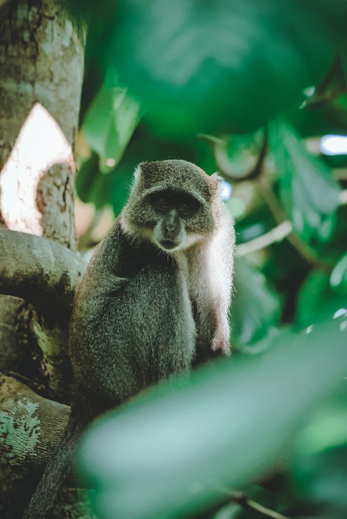 Nyungwe National Park