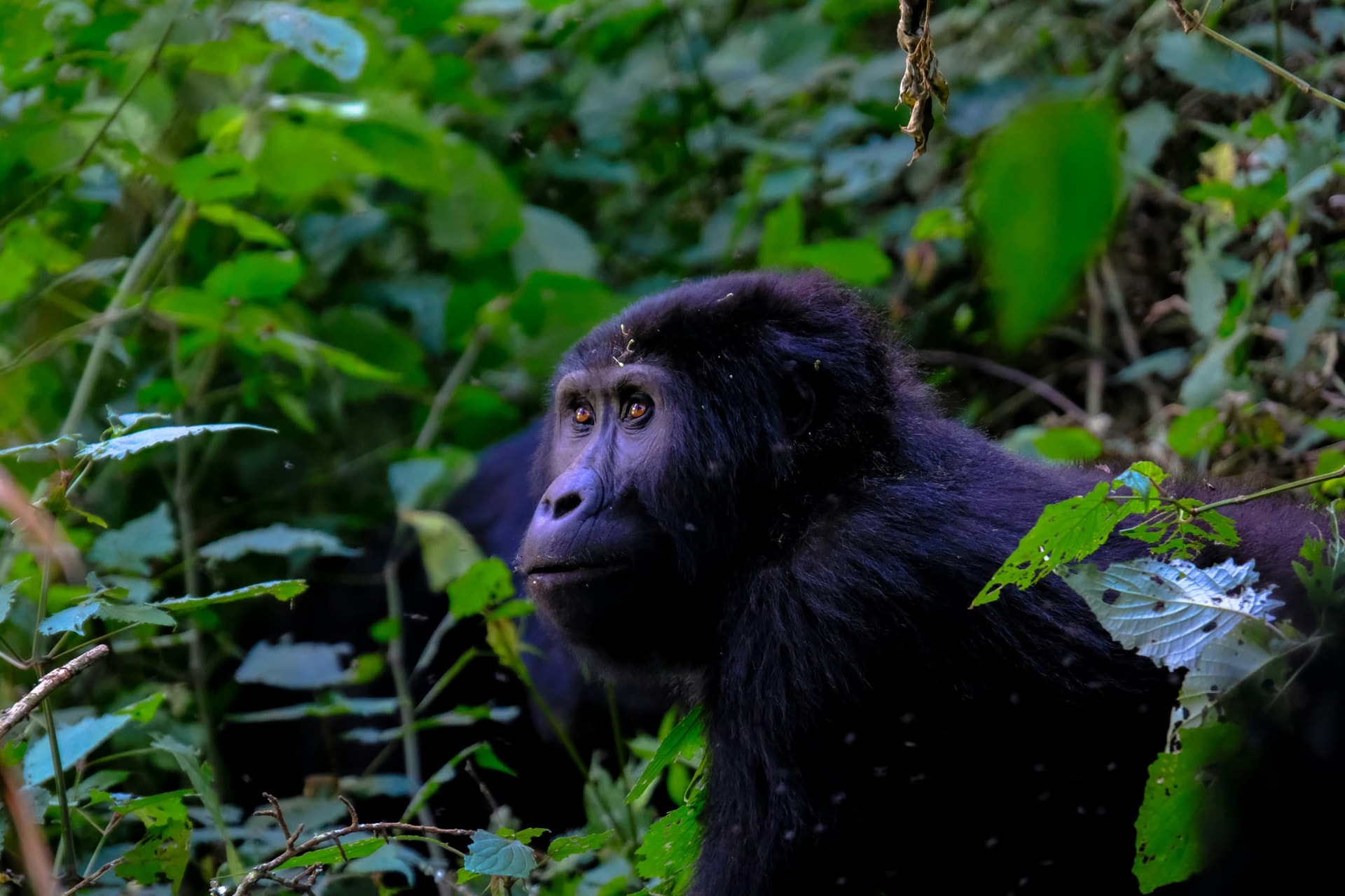 Gorilla Encounter Rwanda