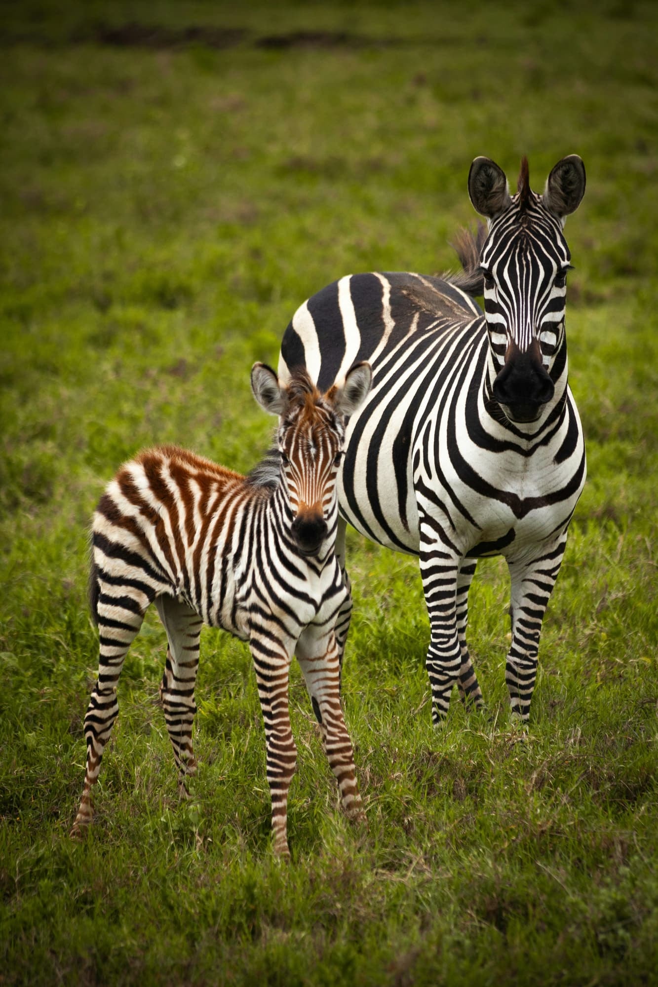 Akagera Safari Day