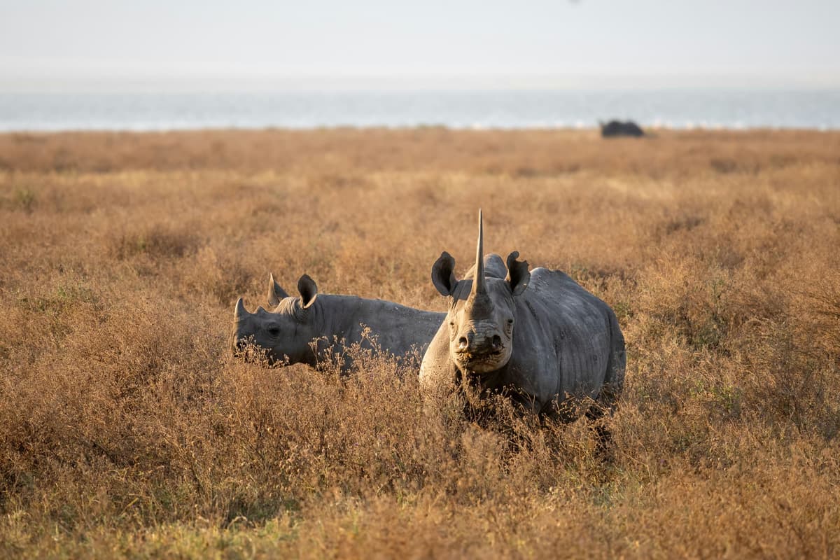 3-Day Akagera Big Five Safari