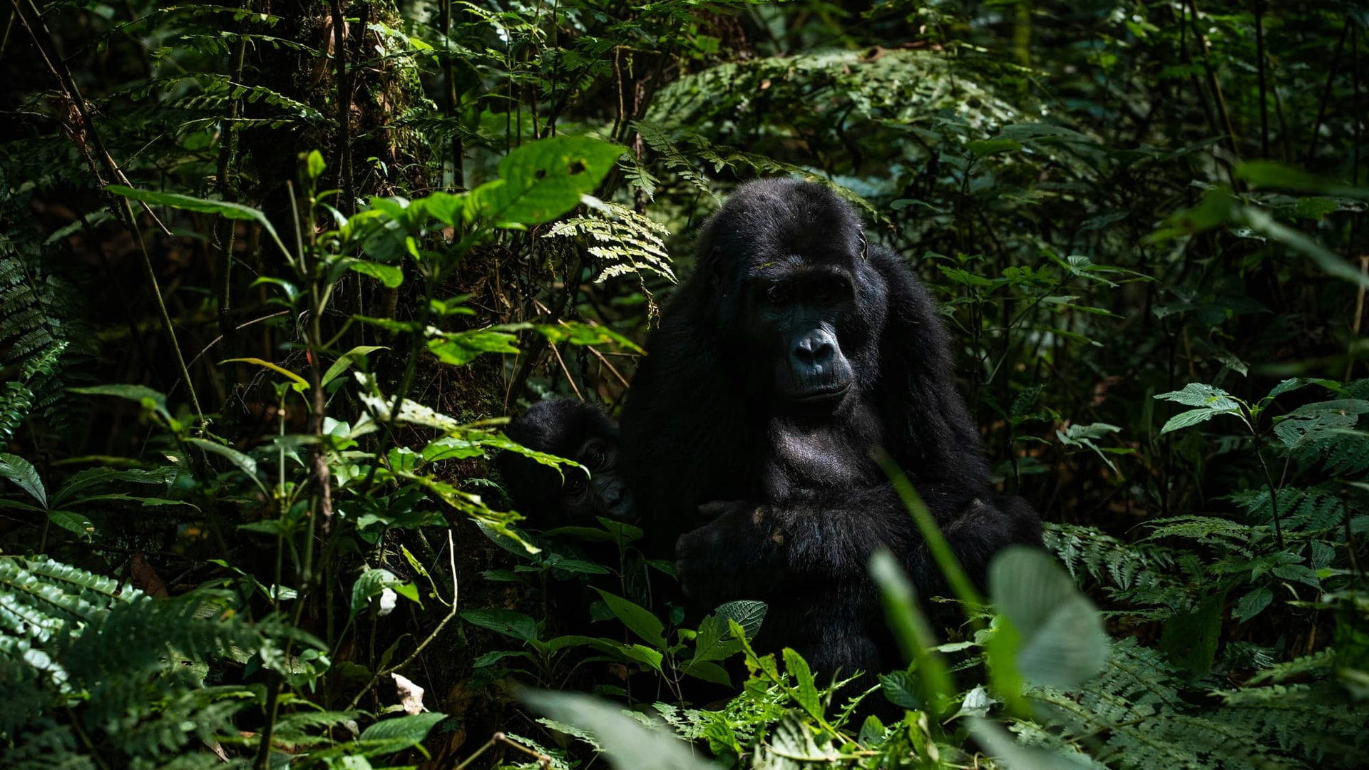 2-Day Gorilla Trekking Experience