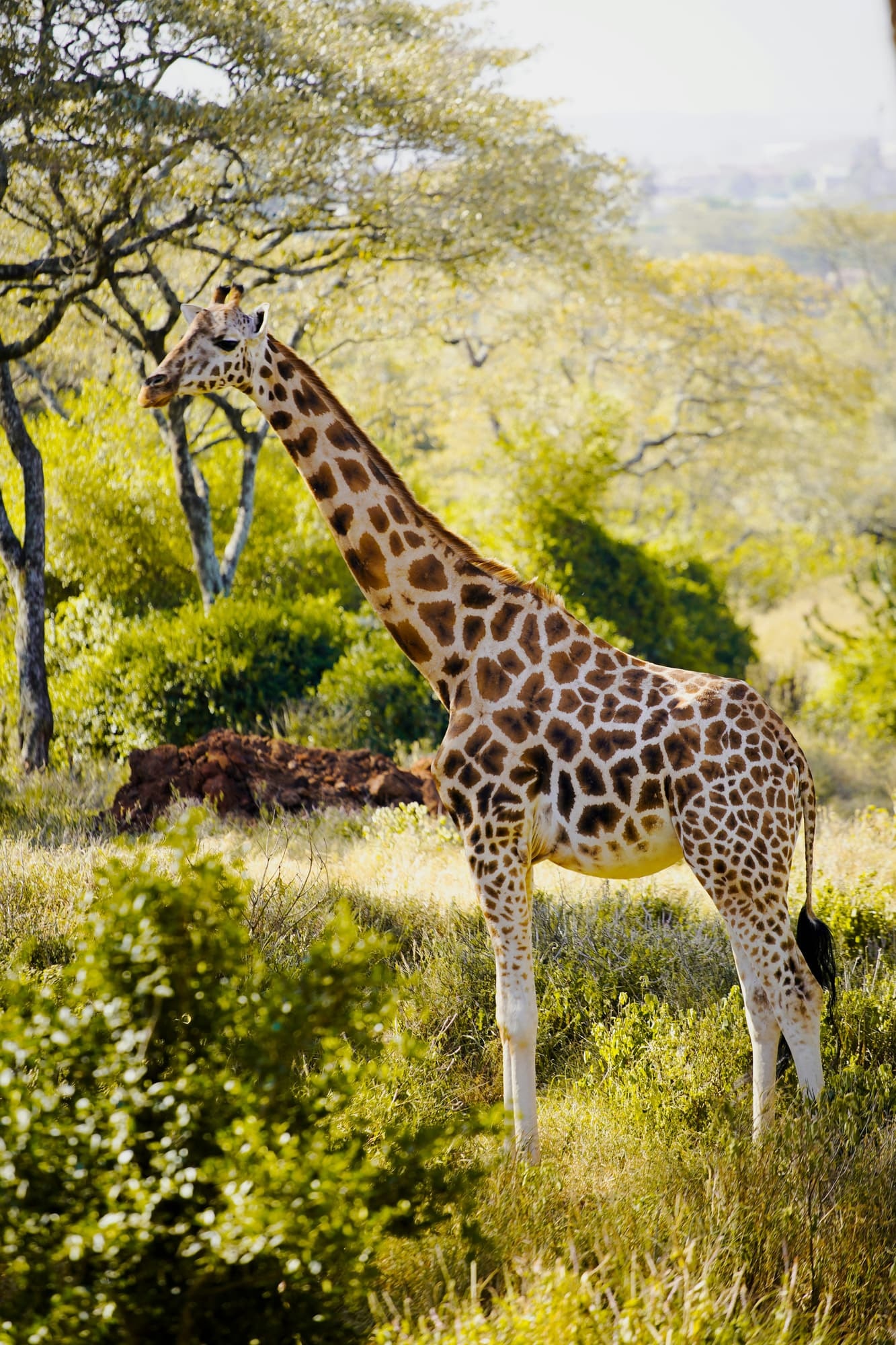 1-Day Akagera Game Drive